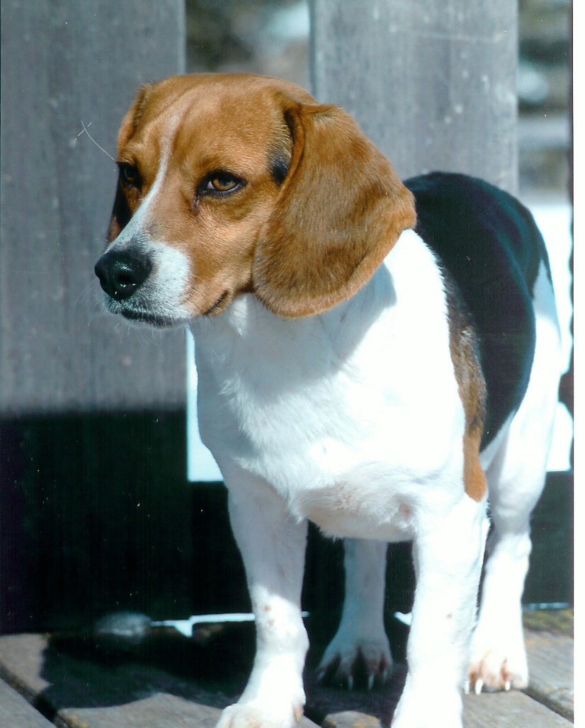 Beau