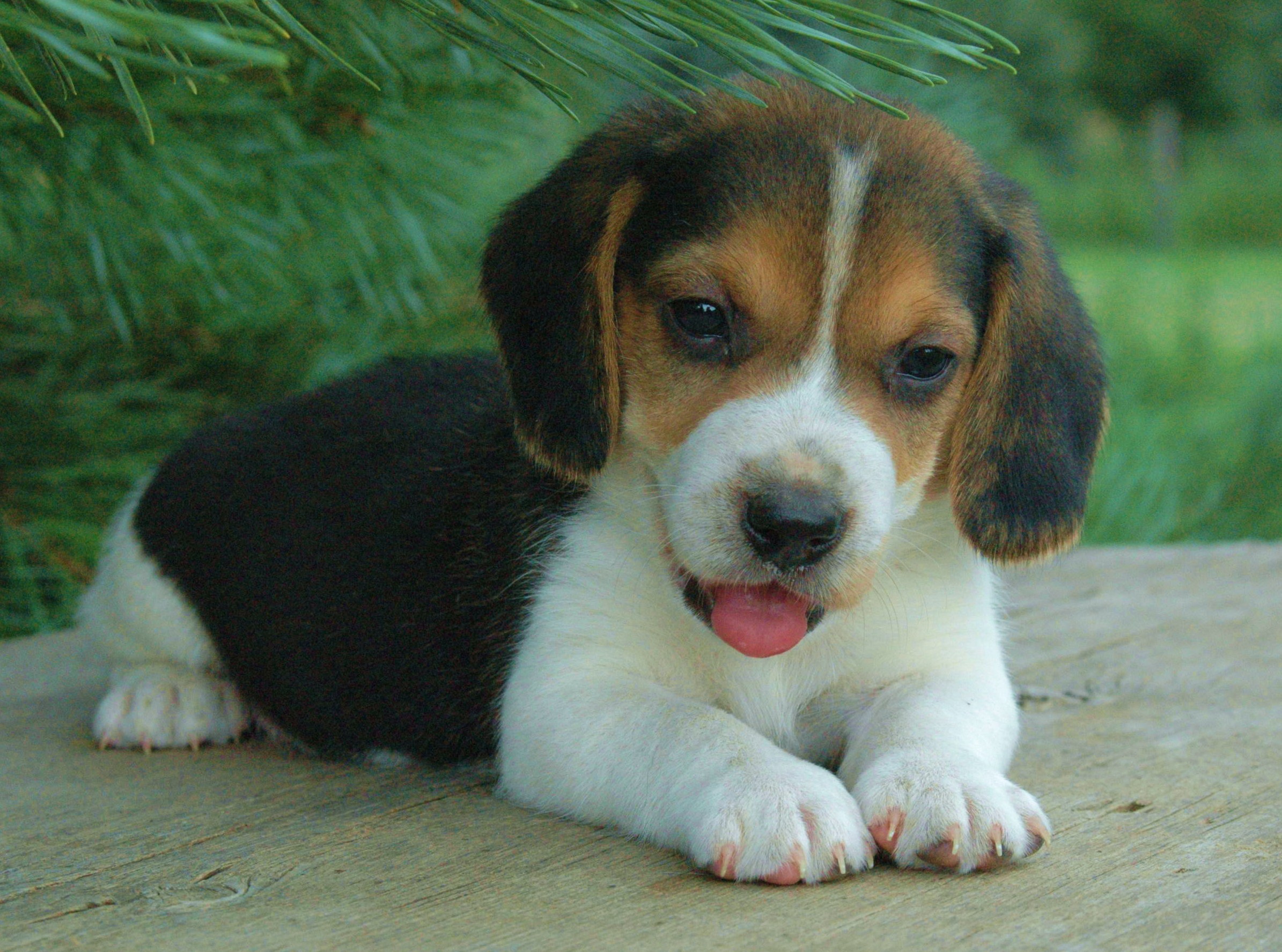 beaglepup