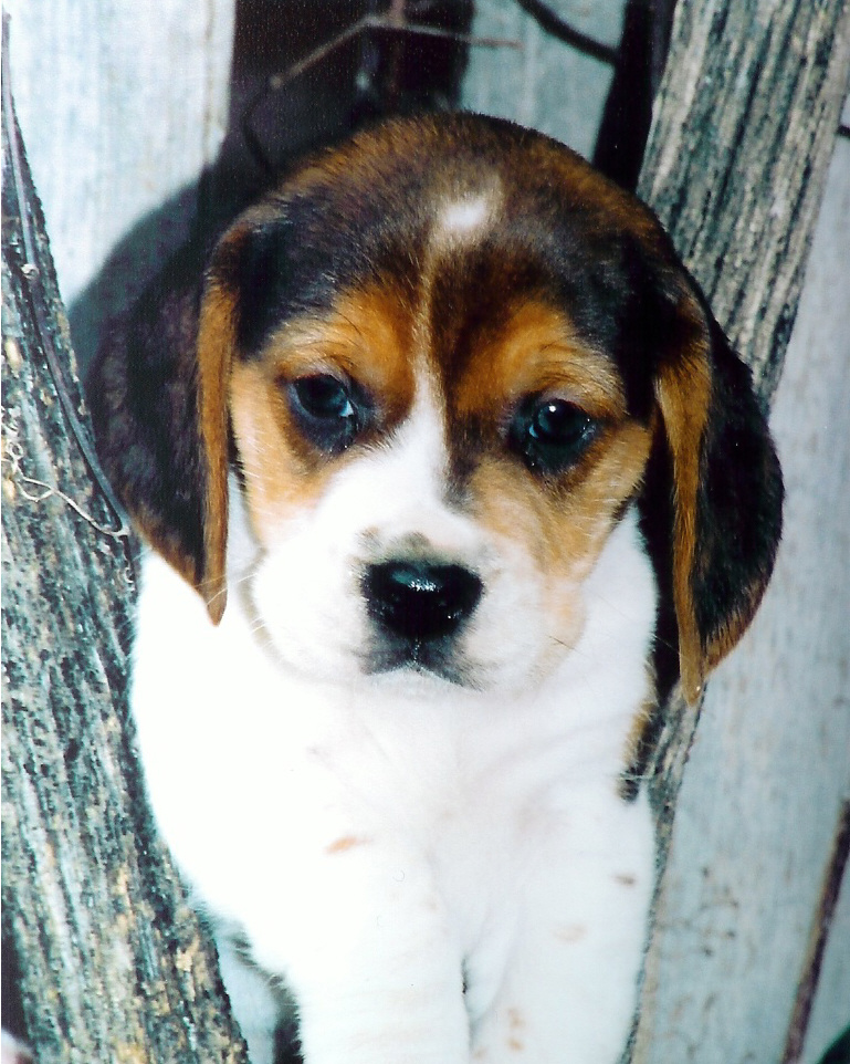 beaglewheel