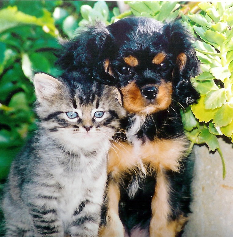 pupkitty