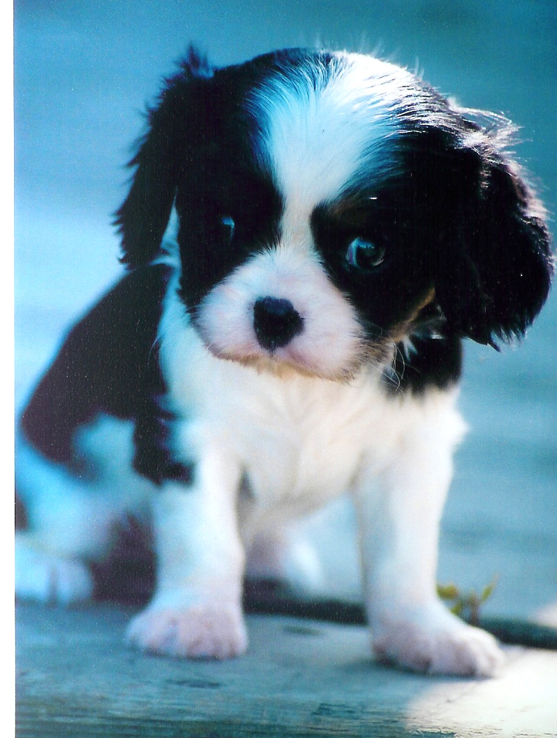 tripuppy